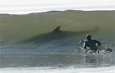 Requin