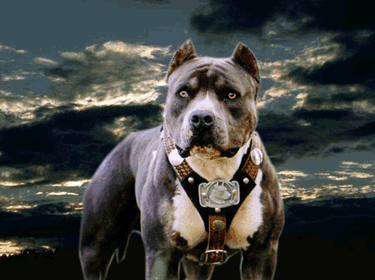 pit bulls
