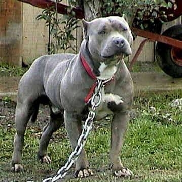 pitt bull...ma race preferée